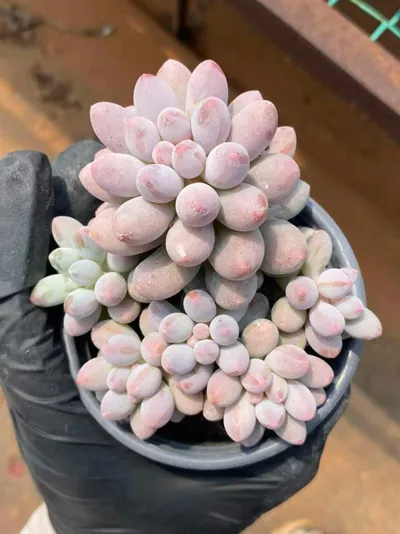 Pachyphytum Baby Finger (婴儿手指) succulent — wholesale bare-root export from Yunnan, China (3 of 6)