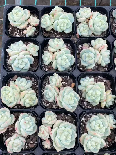 Echeveria Baize Cluster (白泽群) succulent — wholesale bare-root export from Yunnan, China (3 of 4)