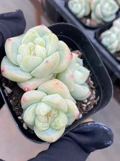 Echeveria Baize Cluster succulent — wholesale export from Yunnan, China