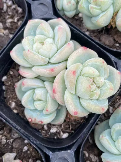 Echeveria Baize Cluster (白泽群) succulent — wholesale bare-root export from Yunnan, China (4 of 4)