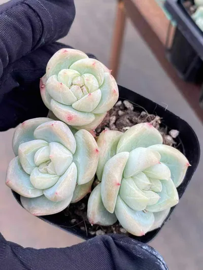 Echeveria Baize Cluster (白泽群) succulent — wholesale bare-root export from Yunnan, China (2 of 4)