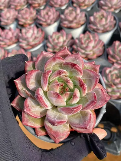 Echeveria Basava succulent — wholesale export from Yunnan, China