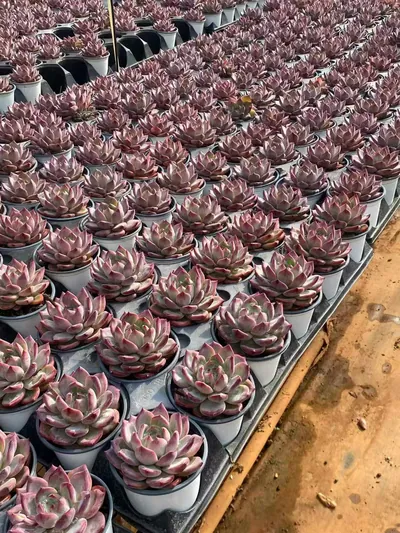 Echeveria Basava (巴萨瓦) succulent — wholesale bare-root export from Yunnan, China (4 of 4)