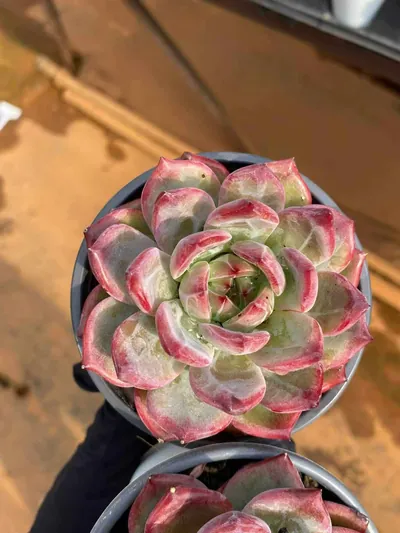 Echeveria Basava (巴萨瓦) succulent — wholesale bare-root export from Yunnan, China (2 of 4)