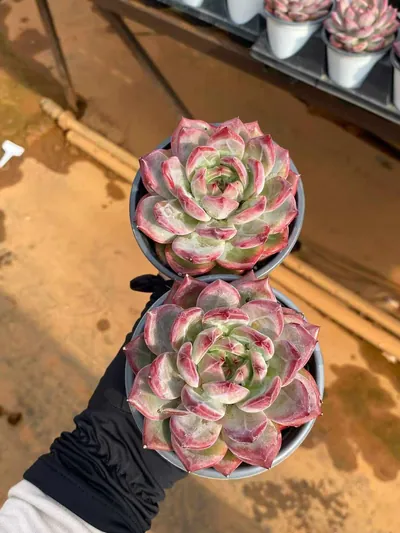 Echeveria Basava (巴萨瓦) succulent — wholesale bare-root export from Yunnan, China (3 of 4)