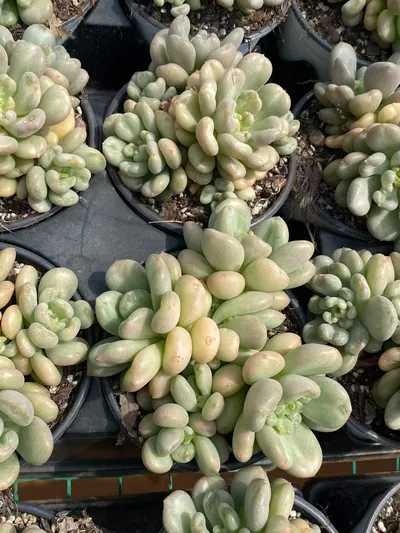 Echeveria Bayi Cluster (贝伊群) succulent — wholesale bare-root export from Yunnan, China (6 of 6)
