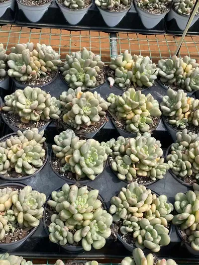Echeveria Bayi Cluster (贝伊群) succulent — wholesale bare-root export from Yunnan, China (2 of 6)