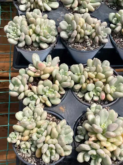Echeveria Bayi Cluster (贝伊群) succulent — wholesale bare-root export from Yunnan, China (4 of 6)