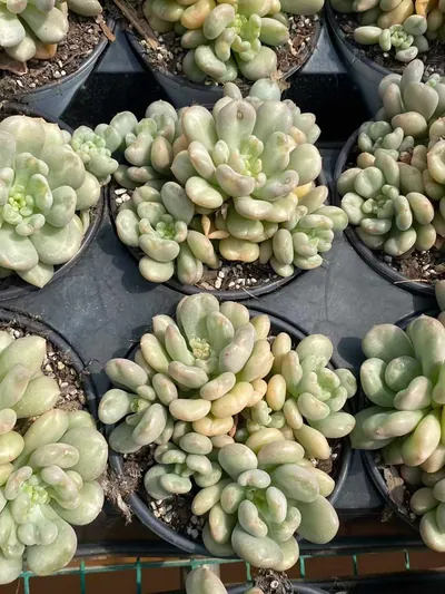 Echeveria Bayi Cluster (贝伊群) succulent — wholesale bare-root export from Yunnan, China (3 of 6)