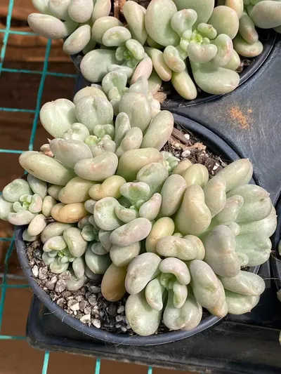 Echeveria Bayi Cluster (贝伊群) succulent — wholesale bare-root export from Yunnan, China (5 of 6)