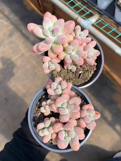 Graptopetalum Big Star (胖大星) succulent — wholesale bare-root export from Yunnan, China (2 of 4)