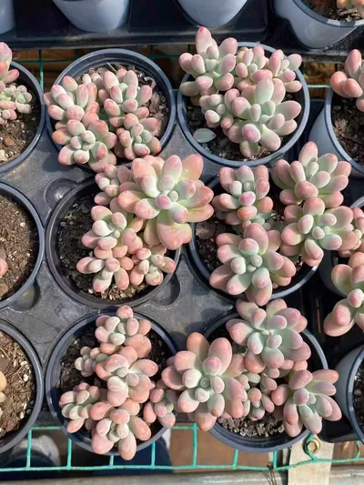 Graptopetalum Big Star (胖大星) succulent — wholesale bare-root export from Yunnan, China (4 of 4)