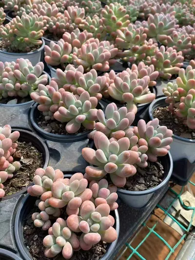 Graptopetalum Big Star (胖大星) succulent — wholesale bare-root export from Yunnan, China (3 of 4)