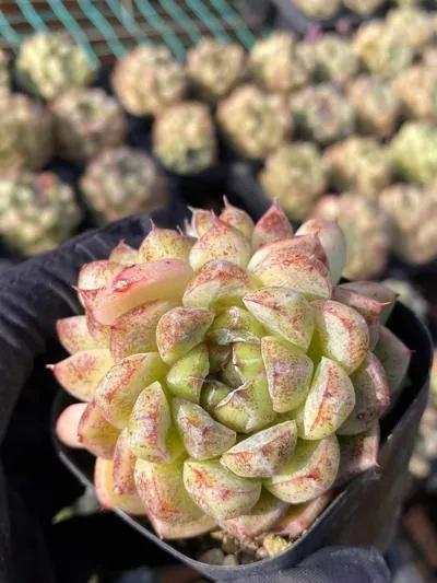 Echeveria Black Beach succulent — wholesale export from Yunnan, China