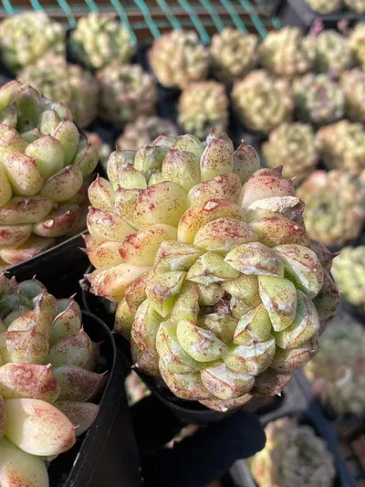 Echeveria Black Beach (黑沙滩) succulent — wholesale bare-root export from Yunnan, China (3 of 6)