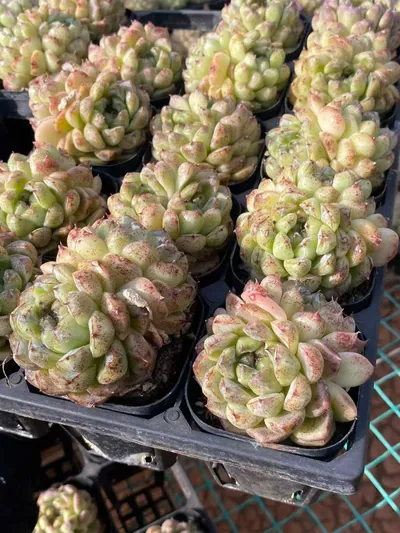 Echeveria Black Beach (黑沙滩) succulent — wholesale bare-root export from Yunnan, China (6 of 6)