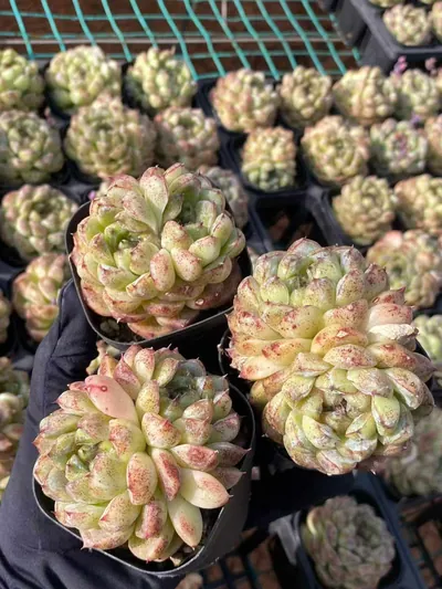 Echeveria Black Beach (黑沙滩) succulent — wholesale bare-root export from Yunnan, China (4 of 6)