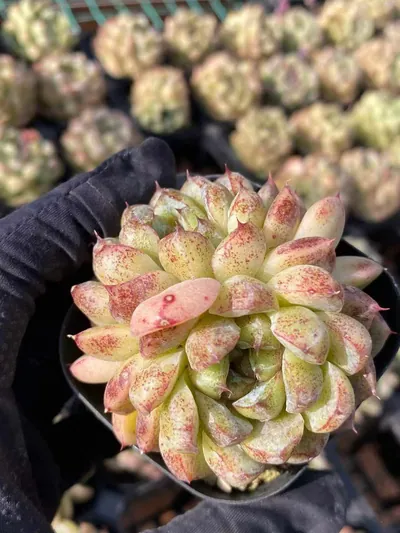 Echeveria Black Beach (黑沙滩) succulent — wholesale bare-root export from Yunnan, China (2 of 6)
