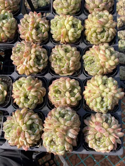 Echeveria Black Beach (黑沙滩) succulent — wholesale bare-root export from Yunnan, China (5 of 6)