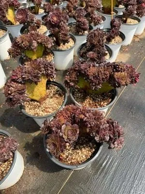 Aeonium Aeonium 'Black Beauty' Crested succulent — wholesale export from Yunnan, China