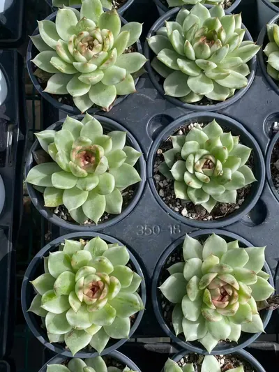 Echeveria Black Crystal Variegated (黑水晶锦) succulent — wholesale bare-root export from Yunnan, China (3 of 4)