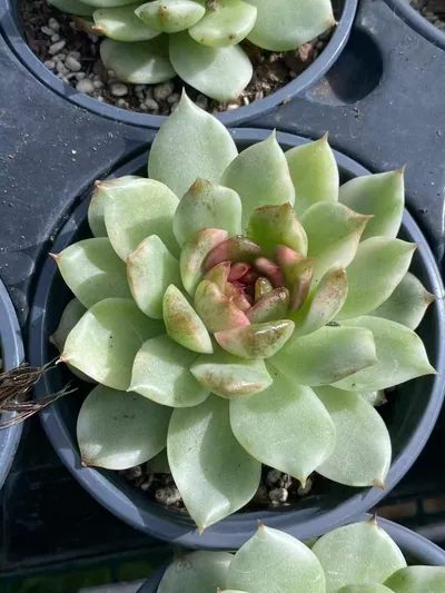 Echeveria Black Crystal Variegated (黑水晶锦) succulent — wholesale bare-root export from Yunnan, China (2 of 4)