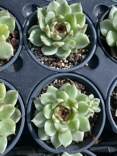 Echeveria Black Crystal Variegated (黑水晶锦) succulent — wholesale bare-root export from Yunnan, China (4 of 4)