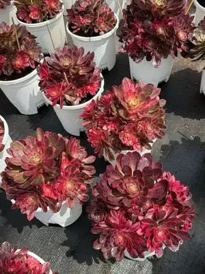 Aeonium Aeonium 'Black Magic' Variegated succulent — wholesale export from Yunnan, China