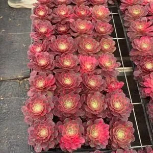 Aeonium Aeonium 'Black Magic' Variegated, Plug Tray succulent — wholesale export from Yunnan, China