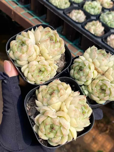 Echeveria Black Pearl Cluster (黑珍珠群) succulent — wholesale bare-root export from Yunnan, China (3 of 4)