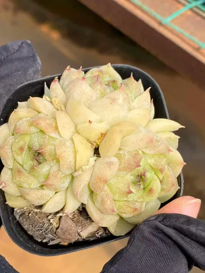 Echeveria Black Pearl Cluster (黑珍珠群) succulent — wholesale bare-root export from Yunnan, China (4 of 4)