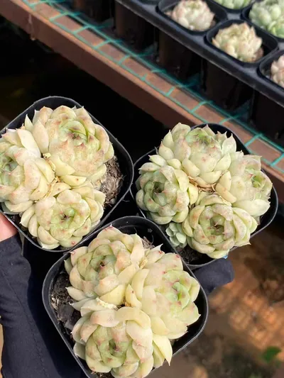 Echeveria Black Pearl Cluster (黑珍珠群) succulent — wholesale bare-root export from Yunnan, China (2 of 4)