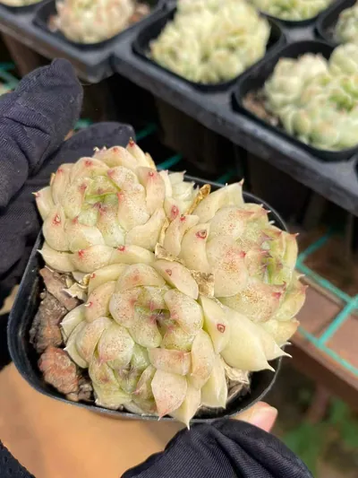 Echeveria Black Pearl Cluster succulent — wholesale export from Yunnan, China