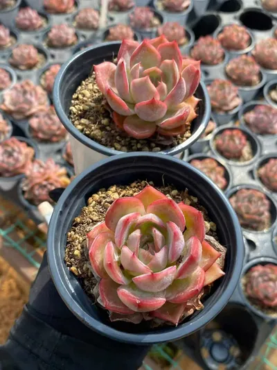 Echeveria Blood Curse (血咒) succulent — wholesale bare-root export from Yunnan, China (3 of 4)