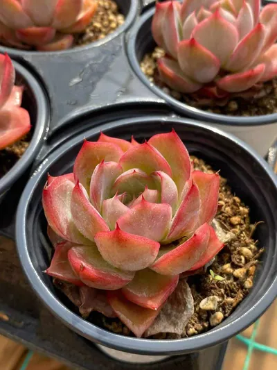 Echeveria Blood Curse succulent — wholesale export from Yunnan, China