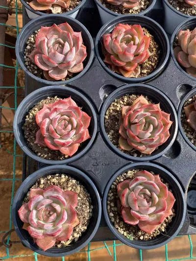Echeveria Blood Curse (血咒) succulent — wholesale bare-root export from Yunnan, China (4 of 4)