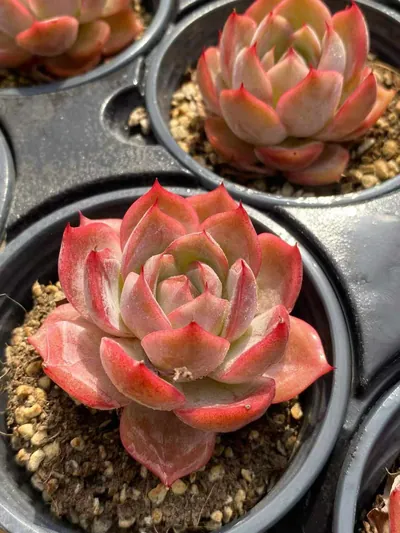 Echeveria Blood Curse (血咒) succulent — wholesale bare-root export from Yunnan, China (2 of 4)