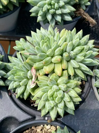 Echeveria Blue-and-White Porcelain (青花瓷) succulent — wholesale bare-root export from Yunnan, China (2 of 4)
