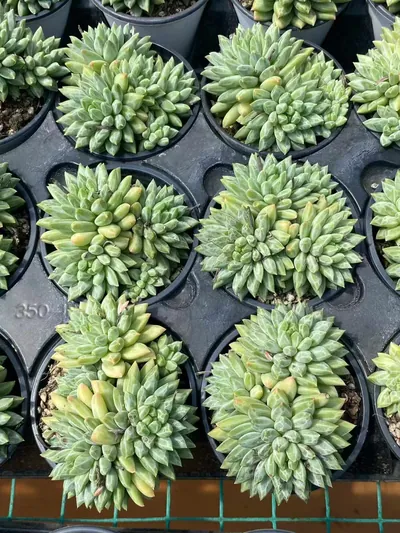 Echeveria Blue-and-White Porcelain (青花瓷) succulent — wholesale bare-root export from Yunnan, China (4 of 4)