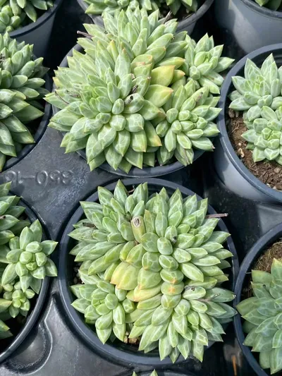 Echeveria Blue-and-White Porcelain (青花瓷) succulent — wholesale bare-root export from Yunnan, China (3 of 4)