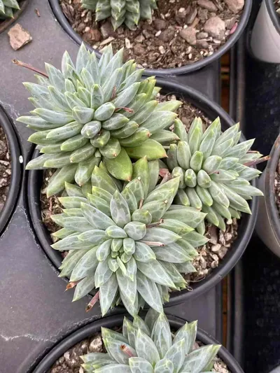 Echeveria Blue-and-White Porcelain Cluster (青花瓷群) succulent — wholesale bare-root export from Yunnan, China (3 of 5)