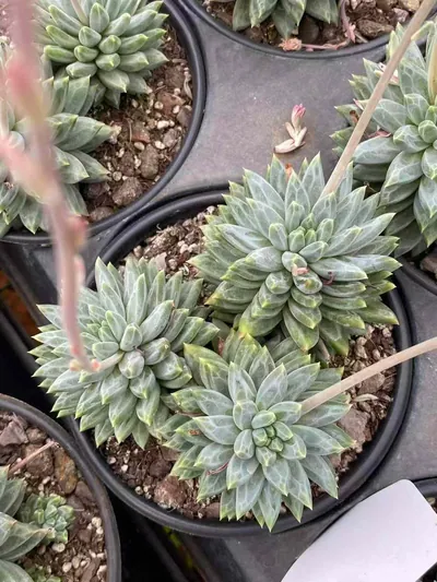 Echeveria Blue-and-White Porcelain Cluster (青花瓷群) succulent — wholesale bare-root export from Yunnan, China (4 of 5)