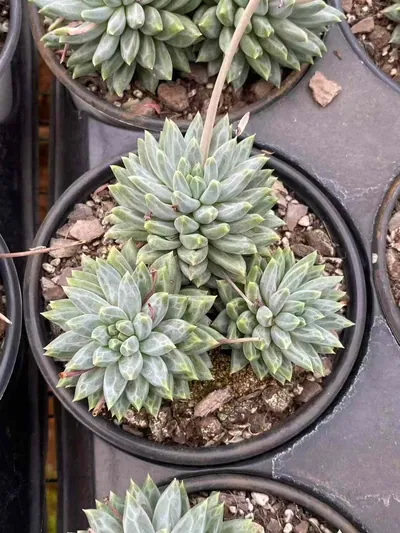 Echeveria Blue-and-White Porcelain Cluster (青花瓷群) succulent — wholesale bare-root export from Yunnan, China (2 of 5)