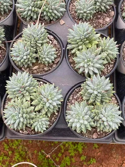 Echeveria Blue-and-White Porcelain Cluster (青花瓷群) succulent — wholesale bare-root export from Yunnan, China (5 of 5)