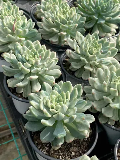 Echeveria Blue Apple Variegated (蓝苹果锦) succulent — wholesale bare-root export from Yunnan, China (4 of 4)