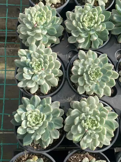 Echeveria Blue Apple Variegated (蓝苹果锦) succulent — wholesale bare-root export from Yunnan, China (2 of 4)