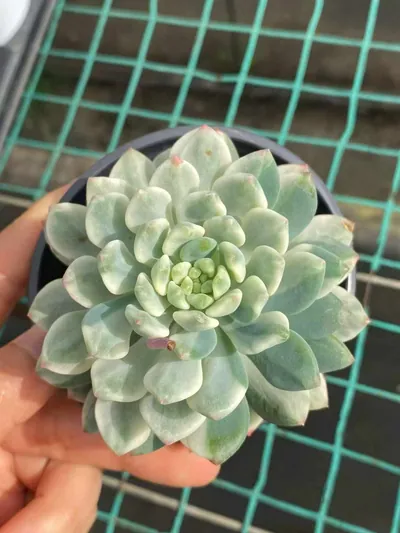 Echeveria Blue Apple Variegated succulent — wholesale export from Yunnan, China