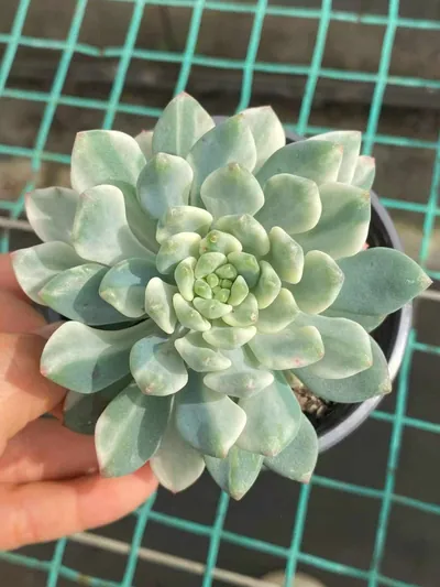 Echeveria Blue Apple Variegated (蓝苹果锦) succulent — wholesale bare-root export from Yunnan, China (3 of 4)