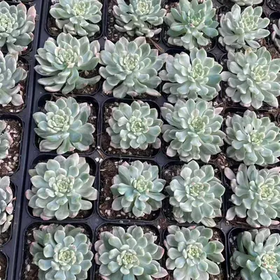 Echeveria Blue Apple Variegated Single (蓝苹果锦单头) succulent — wholesale bare-root export from Yunnan, China (4 of 4)