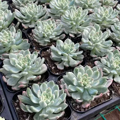 Echeveria Blue Apple Variegated Single (蓝苹果锦单头) succulent — wholesale bare-root export from Yunnan, China (2 of 4)